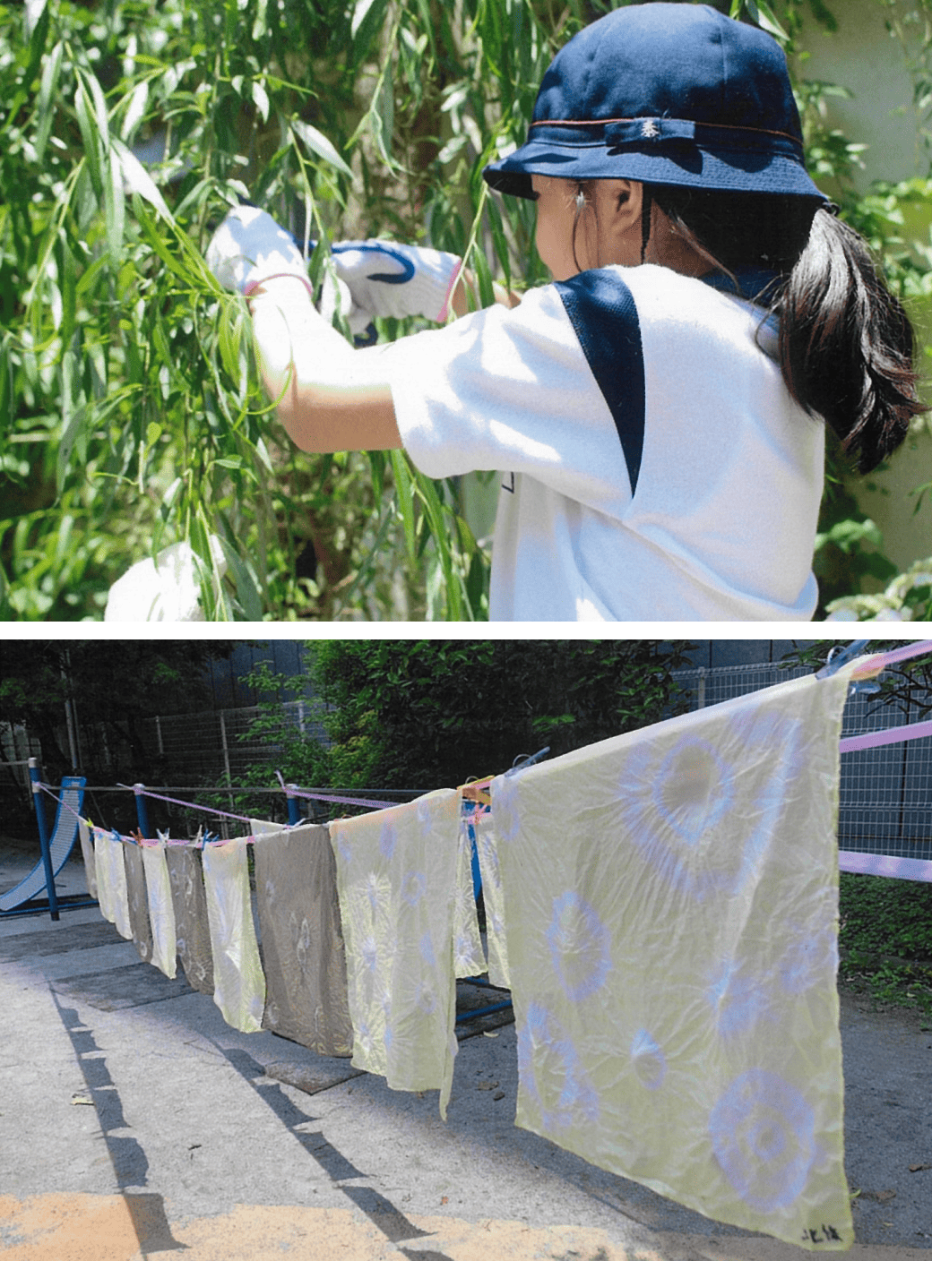 地域貢献から文化を紡ぐ──「柳染め」授業の28年